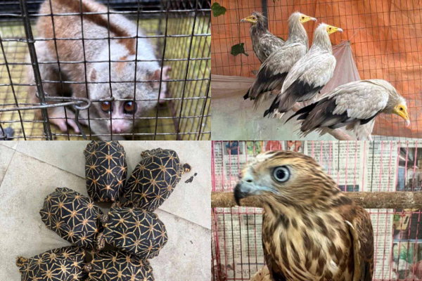 Mumbai News : वन्य जीवों और पक्षियों की तस्करी के आरोप में 6 गिरफ्तार