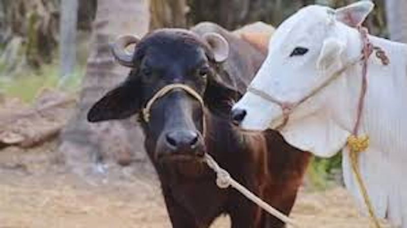 कागज में ही किसानों से गोबर खरीद कर उनकी आमदनी बढ़ा रही है कृषि विभाग