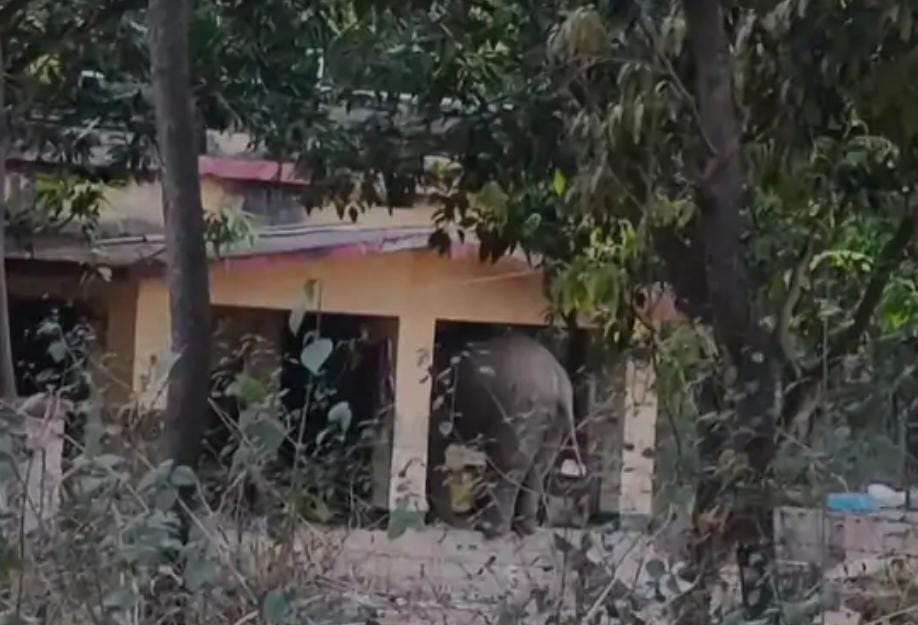 Breaking : कोडरमा में हाथी ने ली महिला की जान, महुआ चुनने गई थी जंगल